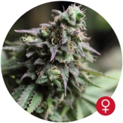 Blue Dream Feminized cannabis flower bud by Bulldog Seeds