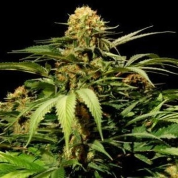 Bullshark Feminized cannabis flower bud by Bulldog Seeds