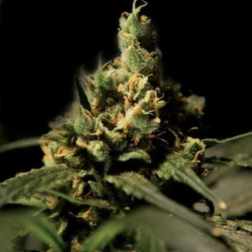 Citral Skunk Feminized cannabis flower bud by Bulldog Seeds