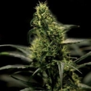 Energy Haze Feminized cannabis flower bud by Bulldog Seeds