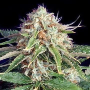 Fast Ryder II Autoflowering cannabis flower bud by Bulldog Seeds
