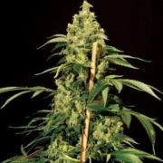 Jack Herer Feminized cannabis flower bud by Bulldog Seeds