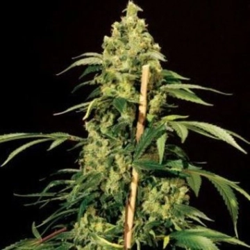 Jack Herer Feminized cannabis flower bud by Bulldog Seeds