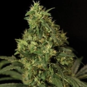 Northern Light Feminized cannabis flower bud by Bulldog Seeds