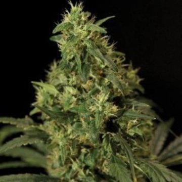 Northern Light Feminized cannabis flower bud by Bulldog Seeds
