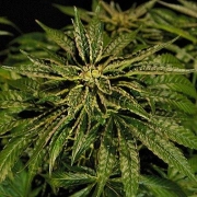 OZ Kush Feminized cannabis flower bud by Bulldog Seeds