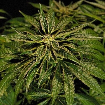OZ Kush Feminized cannabis flower bud by Bulldog Seeds