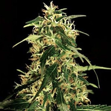 Silver Star Haze Feminized cannabis flower bud by Bulldog Seeds