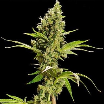 Sour Diesel Feminized cannabis flower bud by Bulldog Seeds