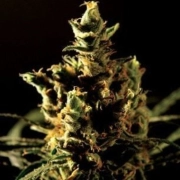 The Bulldog Haze Feminized cannabis flower bud by Bulldog Seeds