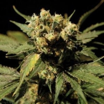 White Widow Feminized cannabis flower bud by Bulldog Seeds