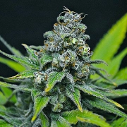 CBD Critical Mass Feminized cannabis flower bud by CBD Crew