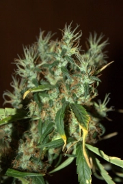 CBD Mango Haze Feminized cannabis flower bud by CBD Crew