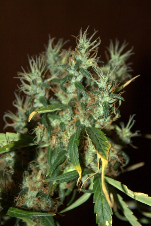 CBD Mango Haze – CBD Crew – Feminized