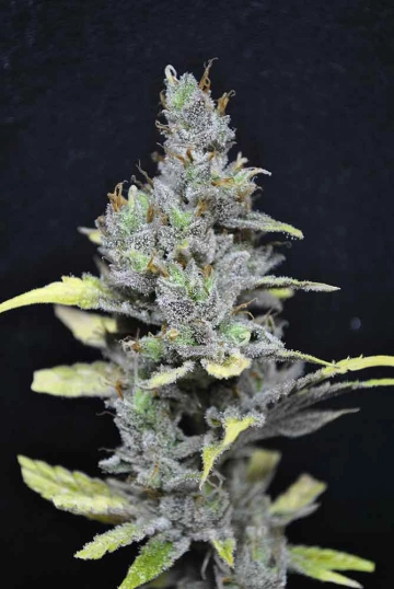 CBD Medi Haze Feminized cannabis flower bud by CBD Crew