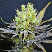 CBD Nordle Feminized cannabis flower bud by CBD Crew