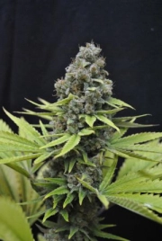 CBD Shark Feminized cannabis flower bud by CBD Crew