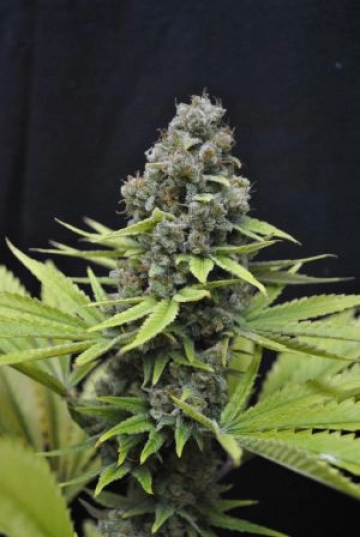 CBD Shark Feminized cannabis flower bud by CBD Crew