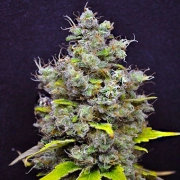 CBD Skunk Haze Feminized cannabis flower bud by CBD Crew