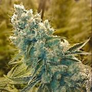 Shark Shock Feminized cannabis flower bud by CBD Crew
