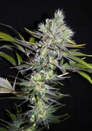 Sweet 'n Sour Widow CBD Regular cannabis flower bud by CBD Crew