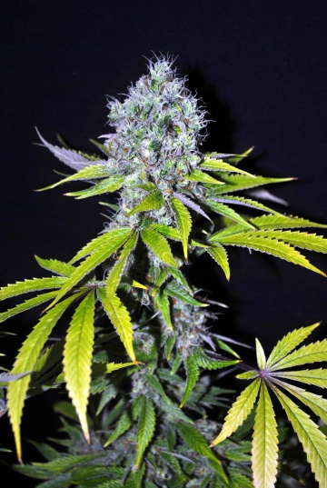 Yummy CBD Feminized cannabis flower bud by CBD Crew