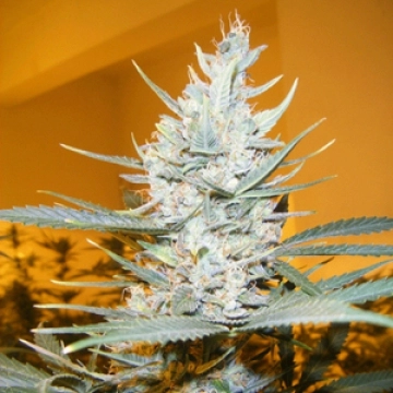 Amphetamine Auto Autoflowering cannabis flower bud by Cream of the Crop