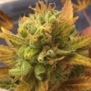Black Gold Auto Autoflowering cannabis flower bud by Cream of the Crop