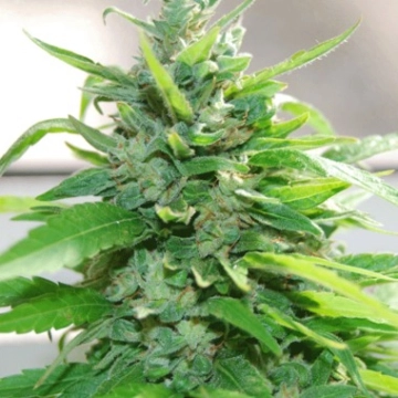 Cream Cheese Feminized cannabis flower bud by Cream of the Crop