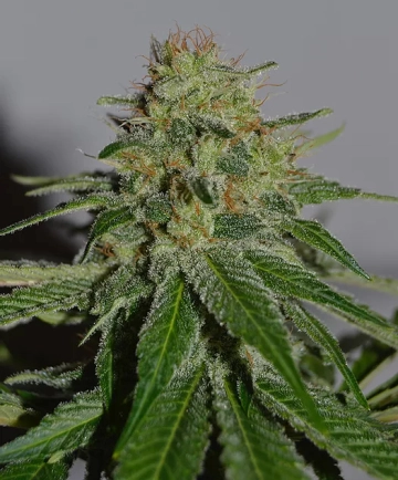 Crop Doctor Feminized cannabis flower bud by Cream of the Crop