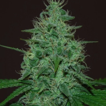 Cropical Fruit Auto Autoflowering cannabis flower bud by Cream of the Crop