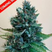Cropolope Feminized cannabis flower bud by Cream of the Crop