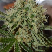 Custard Cream Feminized cannabis flower bud by Cream of the Crop
