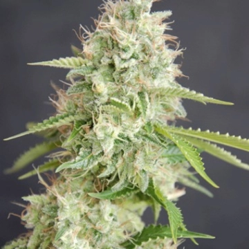 Double Cream Feminized cannabis flower bud by Cream of the Crop