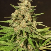Hybrid X Feminized cannabis flower bud by Cream of the Crop