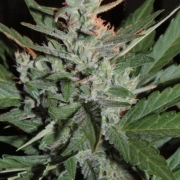 KO Crop Auto Autoflowering cannabis flower bud by Cream of the Crop