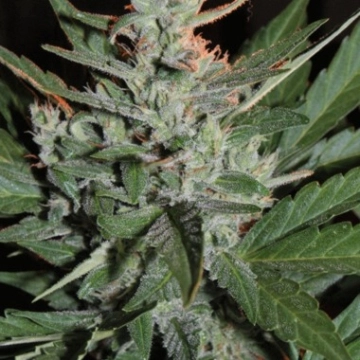 KO Crop Auto Autoflowering cannabis flower bud by Cream of the Crop