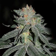 Lemon Venom Feminized cannabis flower bud by Cream of the Crop