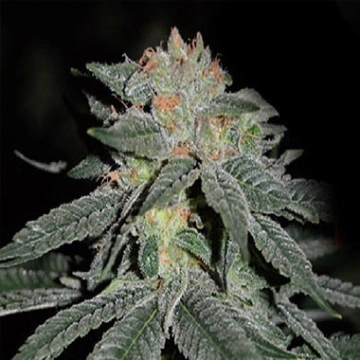 Lemon Venom Feminized cannabis flower bud by Cream of the Crop