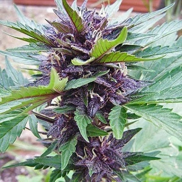 Narco Purps Auto Autoflowering cannabis flower bud by Cream of the Crop