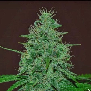 Narcotherapy Auto Autoflowering cannabis flower bud by Cream of the Crop