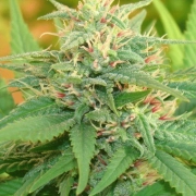 Narcotic Kush Auto Autoflowering cannabis flower bud by Cream of the Crop