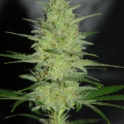 Pretty Lights Feminized cannabis flower bud by Cream of the Crop