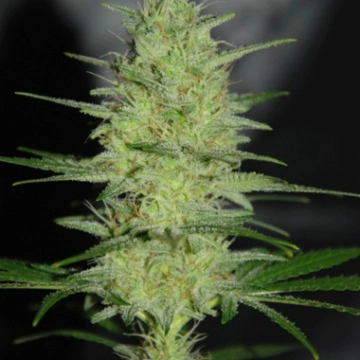 Pretty Lights Feminized cannabis flower bud by Cream of the Crop