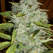 Psychofruit Auto Autoflowering cannabis flower bud by Cream of the Crop