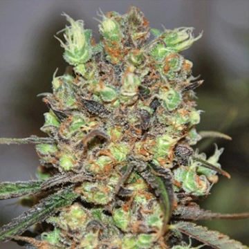 Purple Paralysis Feminized cannabis flower bud by Cream of the Crop