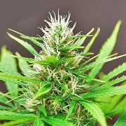 Robocrop Auto Autoflowering cannabis flower bud by Cream of the Crop