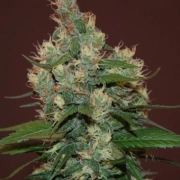Sour Turbo Diesel Feminized cannabis flower bud by Cream of the Crop