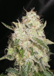 White Chronic Feminized cannabis flower bud by Cream of the Crop