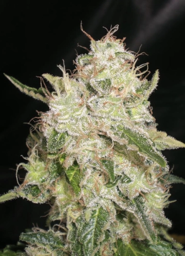 White Chronic Feminized cannabis flower bud by Cream of the Crop
